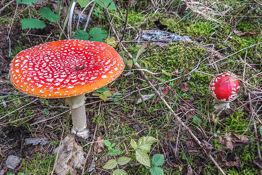 Auf Pilzsuche im Wald auf der Rosalia - Gemeinde Katzelsdorf Foto: Josef Strassner © 2024